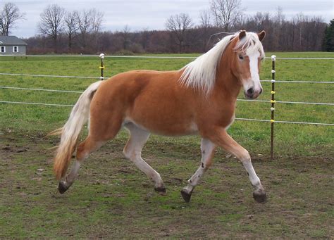 Cheyenne&x27;s Gentle Wraith, A Friendly, Cremello Yearling, Quarter Horse Project, Started under Saddle, Colt born on 060822 at our farm 3800 17 months. . Horses for sale in indiana